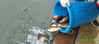 양평수곡낚시터 유료낚시터 > 수곡낚시터 수곡지 주말 호조황도 섞여나오고 있습니다 : 낚시사랑