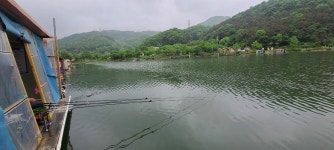 양평수곡낚시터 유료낚시터 > 수곡지 양평 수곡낚시터 주말 조황 및 붕어방류 안내드립니다 : 낚시사랑