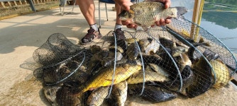 양평수곡낚시터 유료낚시터 > 수곡낚시터 좋은 조황이 이어지네요 금일 붕어방류 완료했습니다 : 낚시사랑