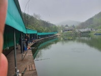 파주금곡낚시터 유료낚시터 > *대박행진* 파주 대물금곡낚시터 : 낚시사랑