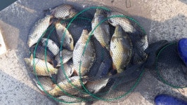 큰골낚시터 유료낚시터 > 조황정보 입니다~~~ : 낚시사랑