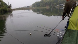 큰골낚시터 유료낚시터 > 조황정보 입니다~~~ : 낚시사랑