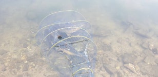 명암낚시터 유료낚시터 > [제천.명암낚시터]~5/6아침: 이렇게 많이 잡으시다니.... : 낚시사랑