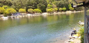 명암낚시터 유료낚시터 > [제천.명암낚시터]~5/7아침: 7짜 잉어의 손맛 : 낚시사랑