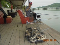 오빈낚시터 유료낚시터 > ****꾸준한 조황 보이고 있습니다**** : 낚시사랑