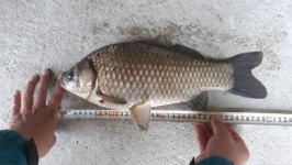 큰골낚시터 유료낚시터 > 조황정보 입니다.~~~ : 낚시사랑