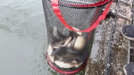 큰골낚시터 유료낚시터 > 조황정보 입니다.~~~ : 낚시사랑