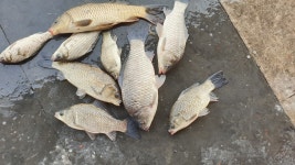 성호낚시터 유료낚시터 > 이런 대물 다 어디에 있었나. : 낚시사랑