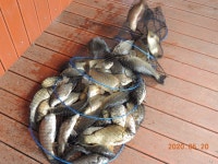 대석낚시터 유료낚시터 > 주중 스케치.. : 낚시사랑