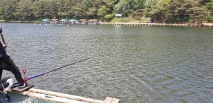 명암낚시터 유료낚시터 > [~6/2아침] 제천명암낚시터 조황정보: 엄청 잘 나옵니다. ㄷㄷㄷ : 낚시사랑