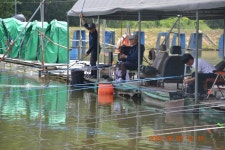 고담낚시터 유료낚시터 > 요번주 금. 토 수입붕어 100% 방류 : 낚시사랑