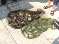 대석낚시터 유료낚시터 > 걱정말고 오십시요.. 잘 나오고 있습니다.. : 낚시사랑 대석낚시터 유료낚시터 > 걱정말고 오십시요..  잘 나오고... 