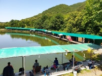 파주금곡낚시터 유료낚시터 > *대박행진* 파주 대물금곡낚시터 : 낚시사랑