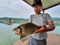 고삼 느티나무좌대 유료낚시터 > 2020년 느티나무의 여름1 ^^~~ : 낚시사랑