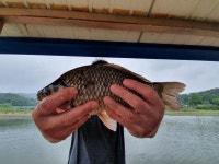 고삼 느티나무좌대 유료낚시터 > 2020년 느티나무의 여름1 ^^~~ : 낚시사랑