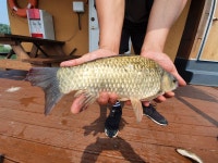 고삼 느티나무좌대 유료낚시터 > 2020년 느티나무의 여름1 ^^~~ : 낚시사랑