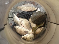 내곡지 유료낚시터 > 내곡지 조황정보 : 낚시사랑