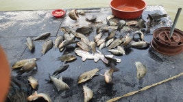 삼성지낚시터 유료낚시터 > 수중전 : 낚시사랑