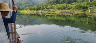 양평수곡낚시터 유료낚시터 > 양평 여름낚시 힐링 수곡낚시터 수요일 7/8조황 및 금일 붕어방류 완료 : 낚시사랑