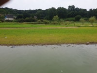 고삼지 양촌 유료낚시터 > 고삼지 양촌좌대 시즌 상황입니다. : 낚시사랑