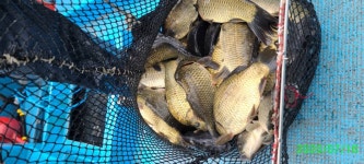 양평수곡낚시터 유료낚시터 > 여름낚시피서 양평 수곡낚시터 수요일7/15 조황 및 오늘 붕어 대량방류 : 낚시사랑