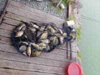 안성 거청낚시터 유료낚시터 > 배수없는 거청낚시터 7월 19 일 붕어조황 : 낚시사랑