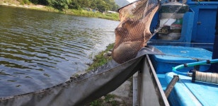 명암낚시터 유료낚시터 > [~7/20 아침] 제천명암낚시터 조황정보. 1톤방류 대단합니다. : 낚시사랑
