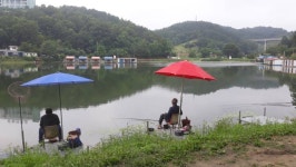 큰골낚시터 유료낚시터 > 큰골낚시터 조황정보 입니다~~~ : 낚시사랑