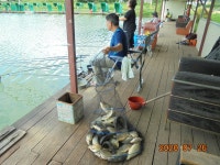 오빈낚시터 유료낚시터 > **** 조황 아주좋습니다 ***** : 낚시사랑