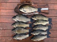 고삼지 양촌 유료낚시터 > 고삼지 상류권 사짜붕어 풍년 : 낚시사랑