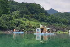 늘푸른낚시터 유료낚시터 > Misty bronze 충주댐 늘푸른 : 낚시사랑