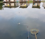 우금낚시공원 유료낚시터 > 우금 주중조황안내 : 낚시사랑