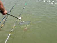 고초골낚시터 유료낚시터 > 고초골 목~금 조황상황 및 어자원 : 낚시사랑