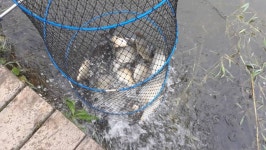 큰골낚시터 유료낚시터 > 큰골낚시터 조황정보입니다~~~ : 낚시사랑