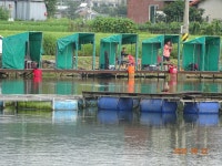 오빈낚시터 유료낚시터 > ****폭발적인 조황 보이고 있습니다**** : 낚시사랑