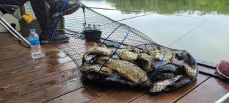 양평수곡낚시터 유료낚시터 > 여름철 힐링낚시 수곡낚시터 어제 금요일도 고른 조황이며 금일 붕어방류 완료 : 낚시사랑