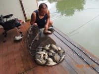 대석낚시터 유료낚시터 > 꾸준한 조황과 4짜 붕어들.. : 낚시사랑