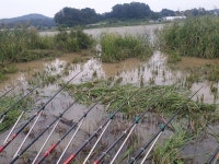 내곡지 유료낚시터 > 내곡지 조황정보 : 낚시사랑
