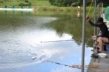 고담낚시터 유료낚시터 > 붕어 100수 탄생 과 붕어방류 : 낚시사랑