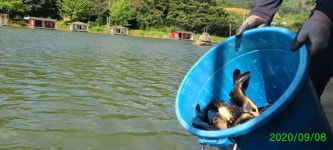 양평수곡낚시터 유료낚시터 > 양평 힐링 수곡낚시터 태풍속 조황 및 오늘 붕어방류 완료 : 낚시사랑