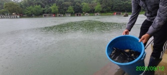 양평수곡낚시터 유료낚시터 > 9/13 둘째주 주말 수곡낚시터 조황 및 붕어 방류 안내 : 낚시사랑