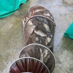 초원낚시터 유료낚시터 > ***9월14일조황소식*** : 낚시사랑