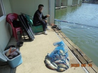 오빈낚시터 유료낚시터 > ****주중 조황정보 및 방류소식 전합니다**** : 낚시사랑