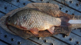 용설지 유료낚시터 > 냄비로 건진 대물 : 낚시사랑