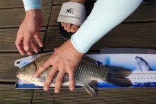 늘푸른낚시터 유료낚시터 > 충주호 늘푸른 조황이 살아 납니다 : 낚시사랑