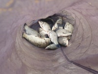 토종계양낚시터 유료낚시터 > #~~ 풍성한 토종붕어 ~~# : 낚시사랑