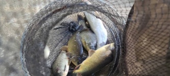 양평수곡낚시터 유료낚시터 > 힐링양평 수곡낚시터 금요일 출조 조황도 고른편이었으며 오늘 수입붕어방류 완료 : 낚시사랑