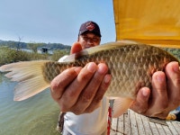 고삼 느티나무좌대 유료낚시터 > 2020년 느티나무의 가을1 : 낚시사랑
