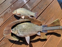 고삼 느티나무좌대 유료낚시터 > 2020년 느티나무의 가을1 : 낚시사랑