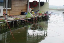 유료터정보 > 유료터점주조황 > 붕어 메기 장어